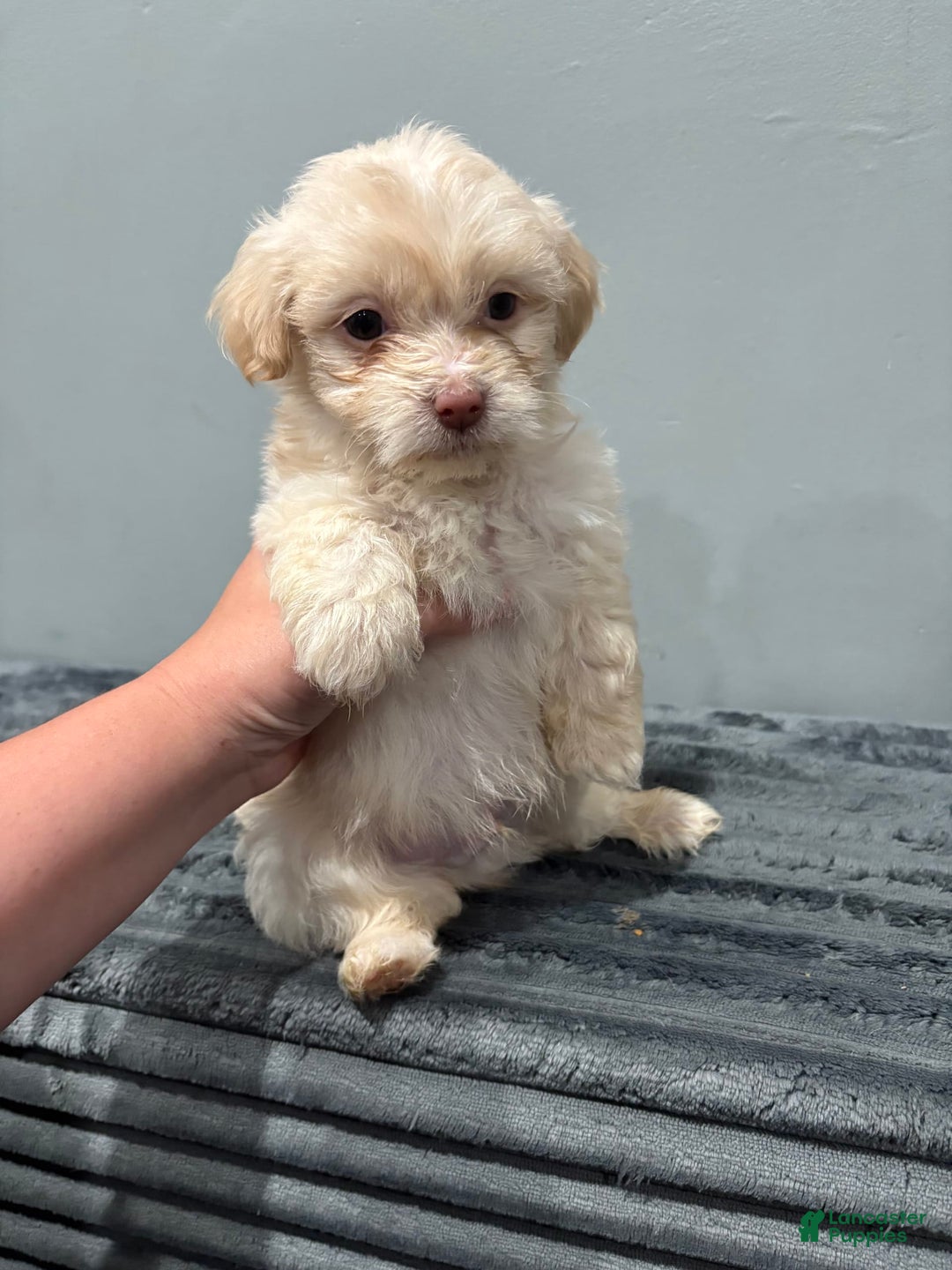 Malshi dogs for sale: Chooch - Image 1