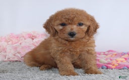 Mini Goldendoodle dogs for sale: Addy - Image 5
