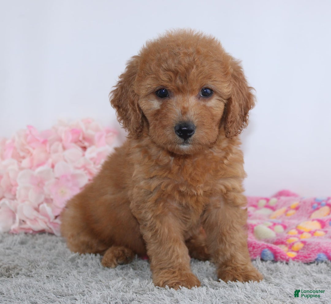 Mini Goldendoodle dogs for sale: Addy - Image 5