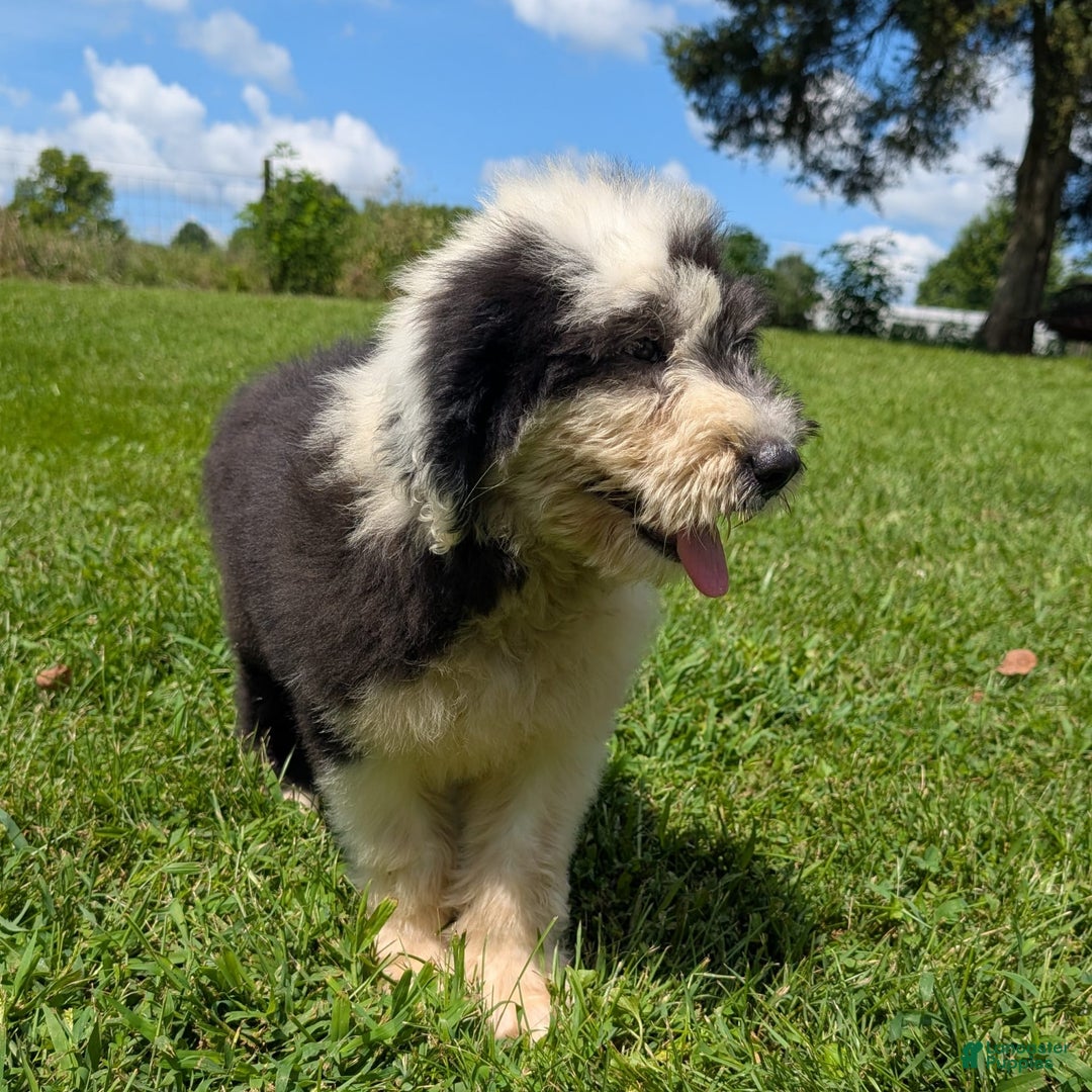 Old English Sheepdog dogs for sale: Flurry - Image 18