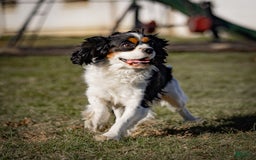 Cavalier King Charles Spaniel dogs for sale: Rocky - Image 22