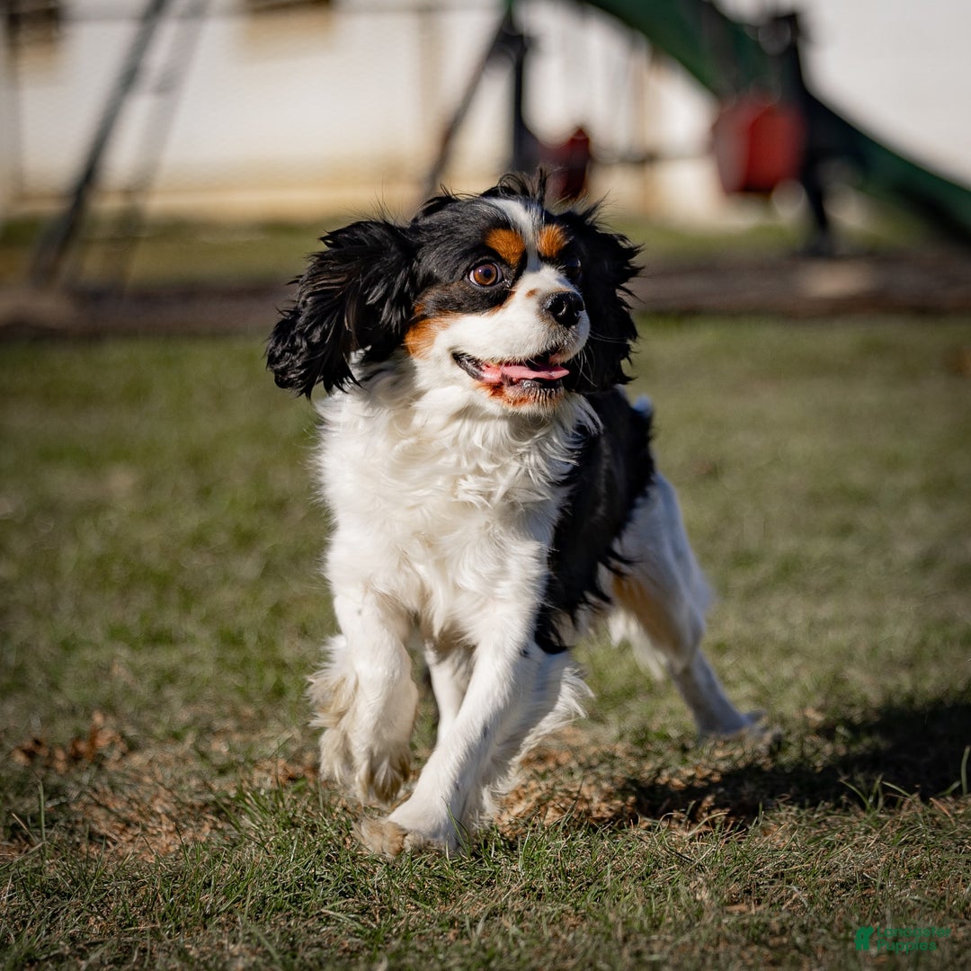 Cavalier King Charles Spaniel dogs for sale: Rocky - Image 22