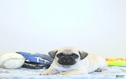 Jug dogs for sale: Cody - Image 2