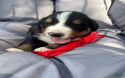 Bernese Mountain Dog dogs for sale: Red - Image 1