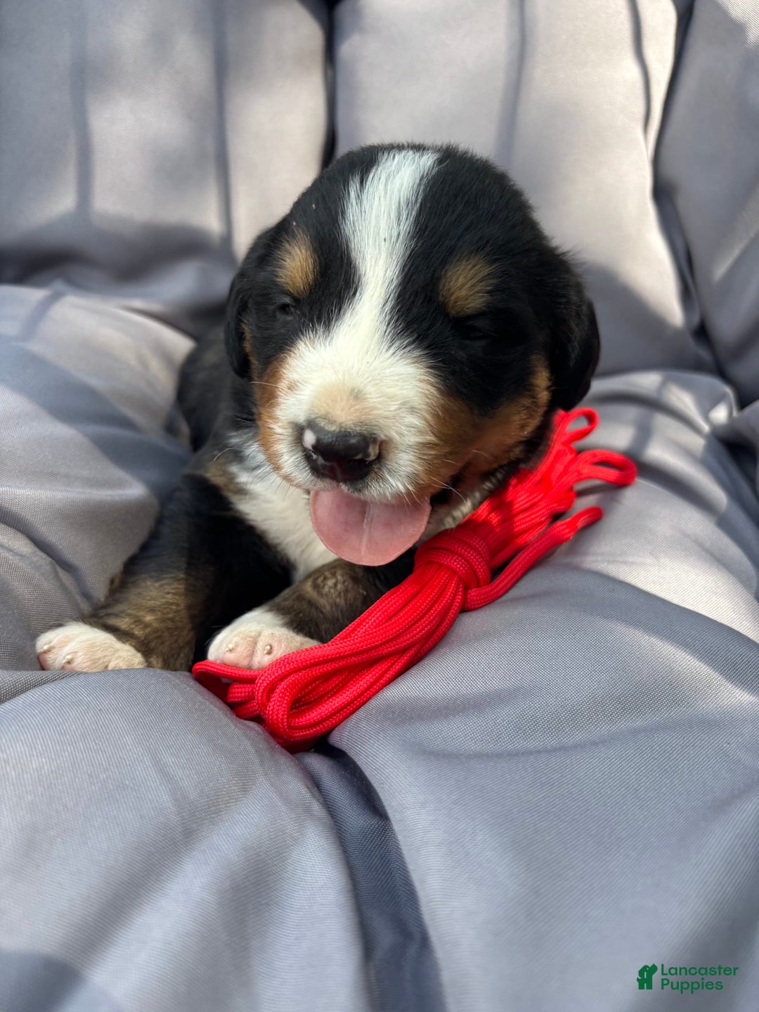 Bernese Mountain Dog dogs for sale: Red - Image 1