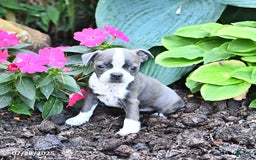 Boston Terrier dogs for sale: Bonnie - Image 3