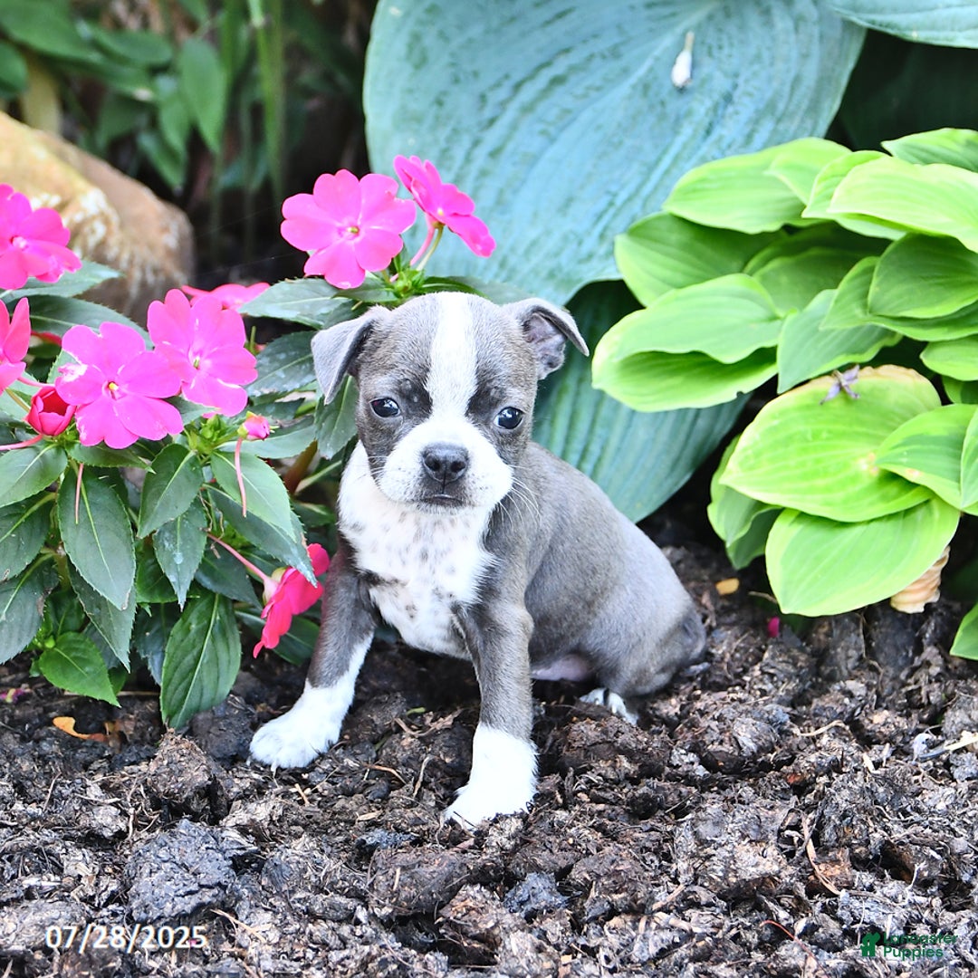 Boston Terrier dogs for sale: Bonnie - Image 3
