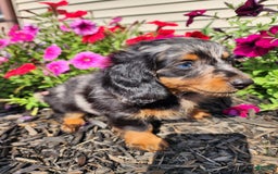 Miniature Dachshund dogs for sale: Oliver - Image 4