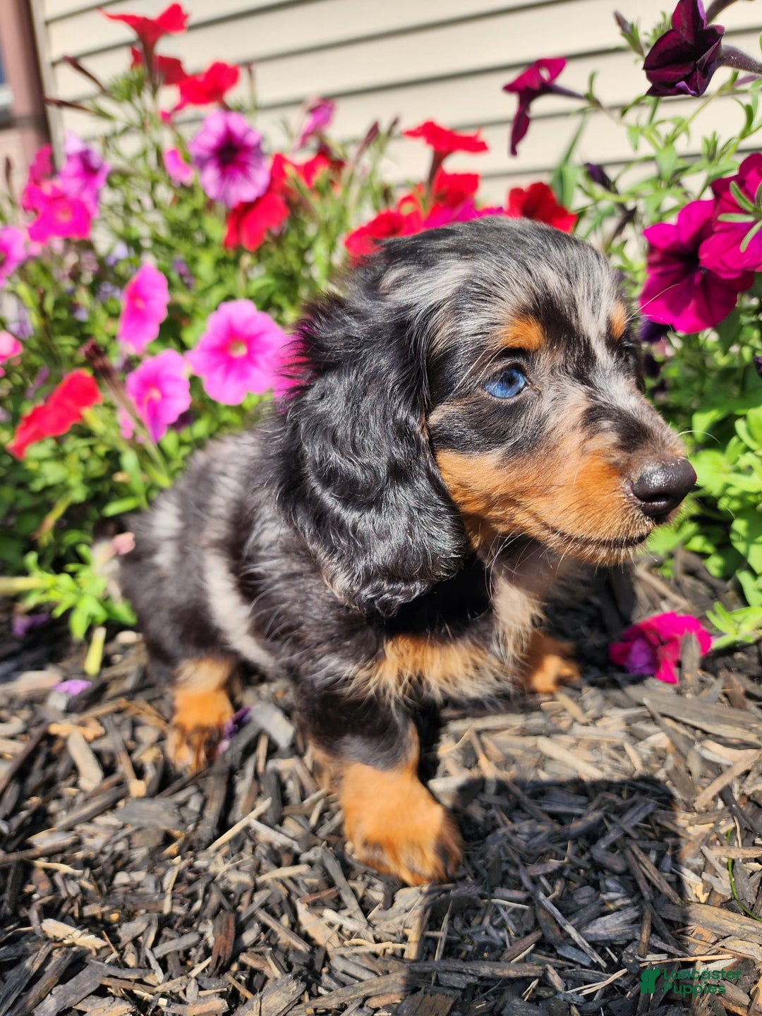 Miniature Dachshund dogs for sale: Oliver - Image 4