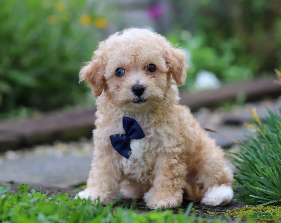 Miniature Poodle dogs for sale: Ricky - Image 2