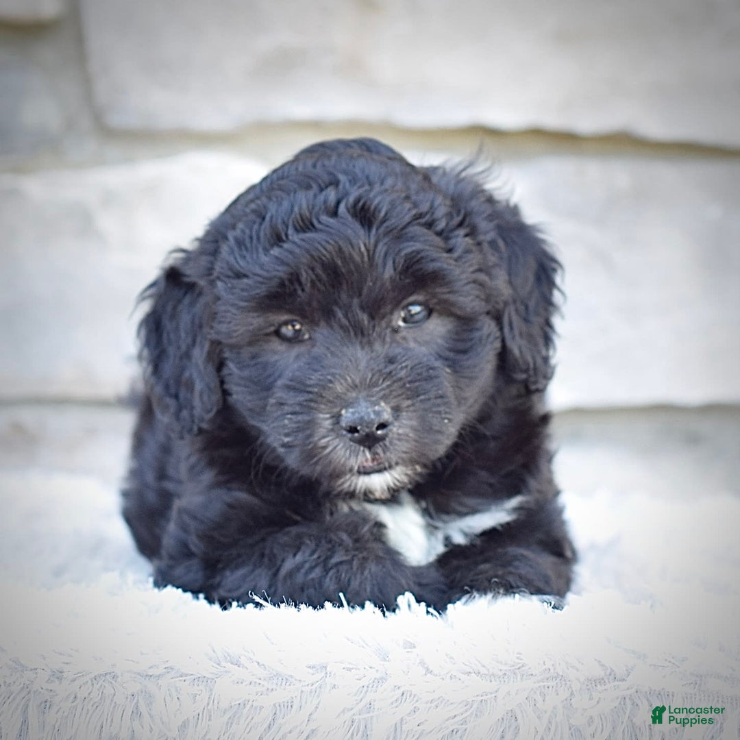Mini Goldendoodle dogs for sale: Maggie - Image 5
