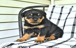 Rottweiler dogs for sale: Sparkle - Image 3
