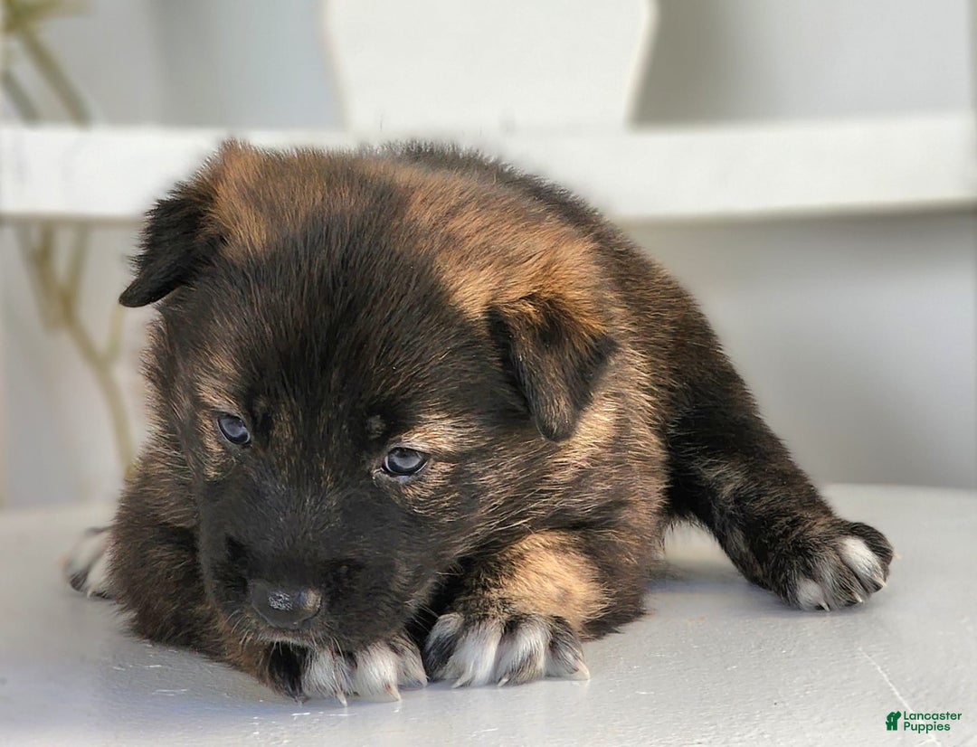 German Shepherd dogs for sale: Dippers - Image 1