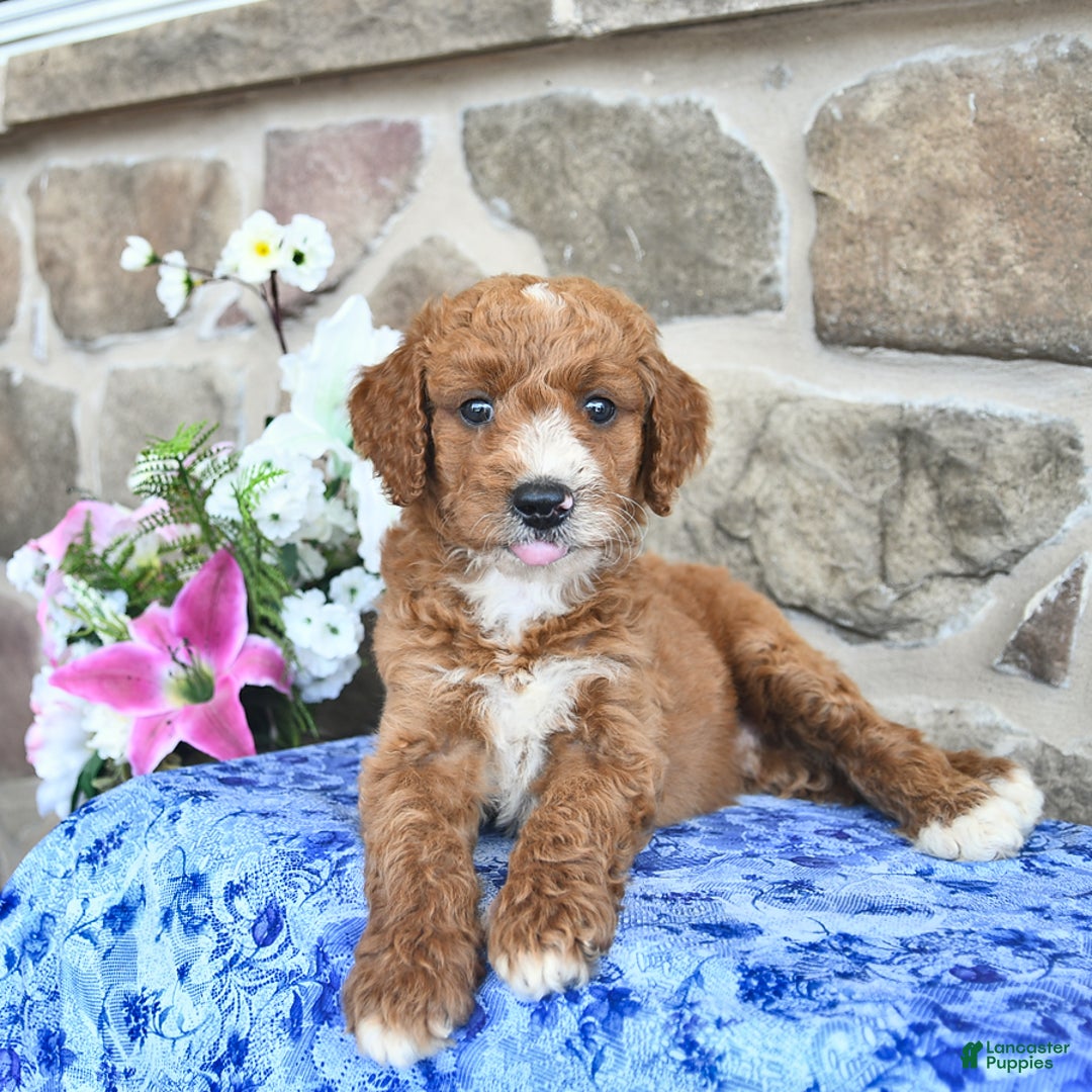 Goldendoodle dogs for sale: Spencer - Image 1