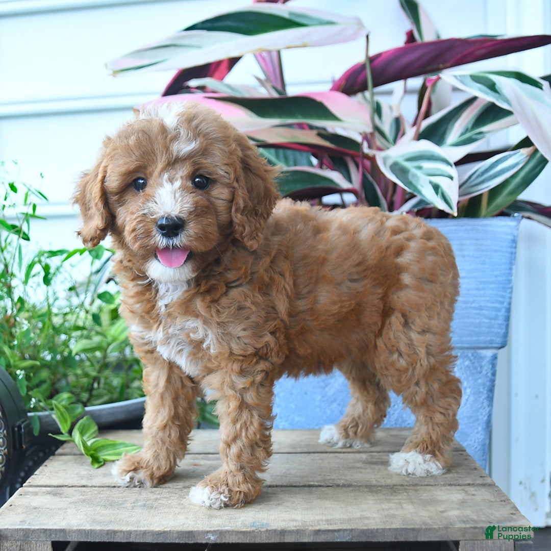 Mini Goldendoodle dogs for sale: Pollu - Image 2