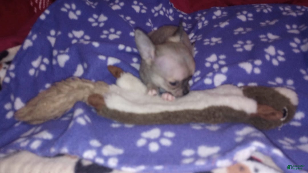 Chihuahua dogs for sale: Sophie - Image 4