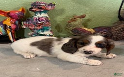 Miniature Dachshund dogs for sale: Gilly - Image 3