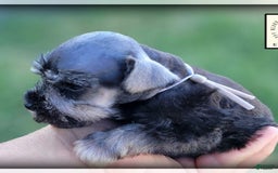 Miniature Schnauzer dogs for sale: Quill - Image 11