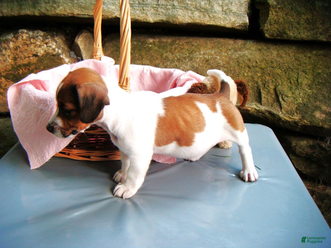Jack Russell Terrier dogs for sale: Splotches - Image 5