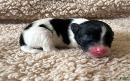 Pomeranian dogs for sale: Black Parti Boy - Image 1