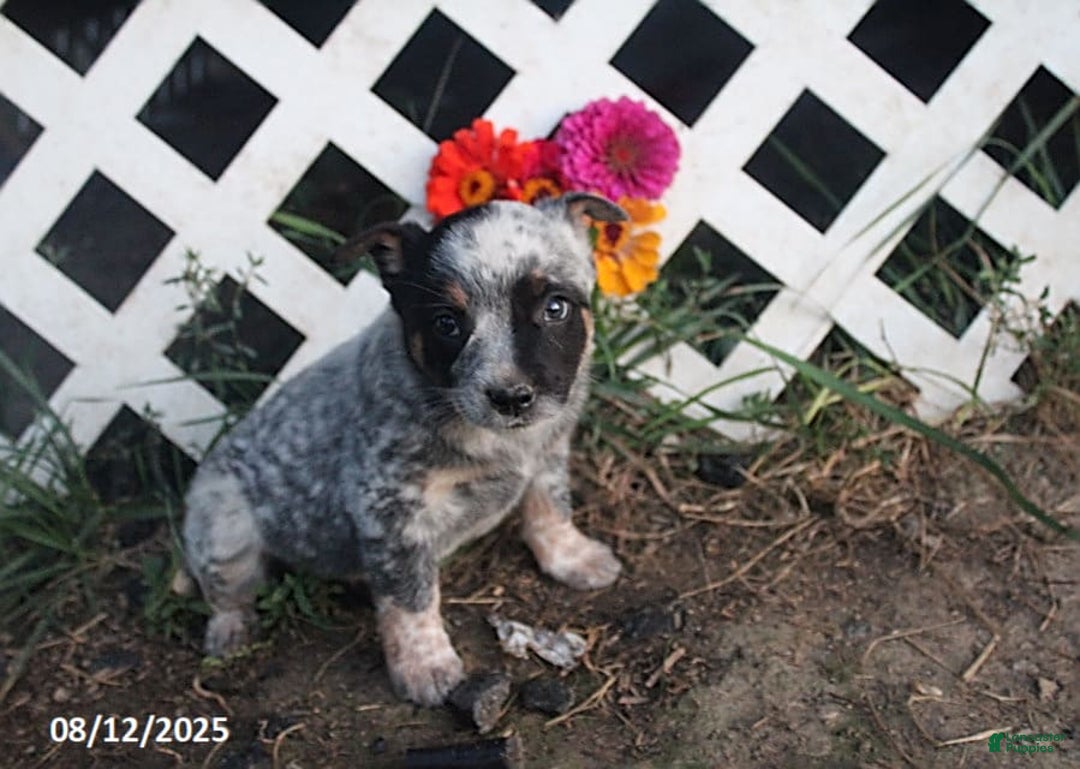 Australian Cattle Dog dogs for sale: Darling - Image 2