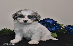 Shihpoo dogs for sale: Jenny - Image 5