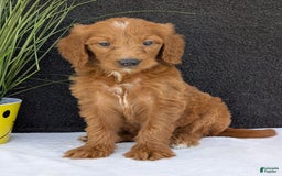 Goldendoodle dogs for sale: Kailey - Image 7