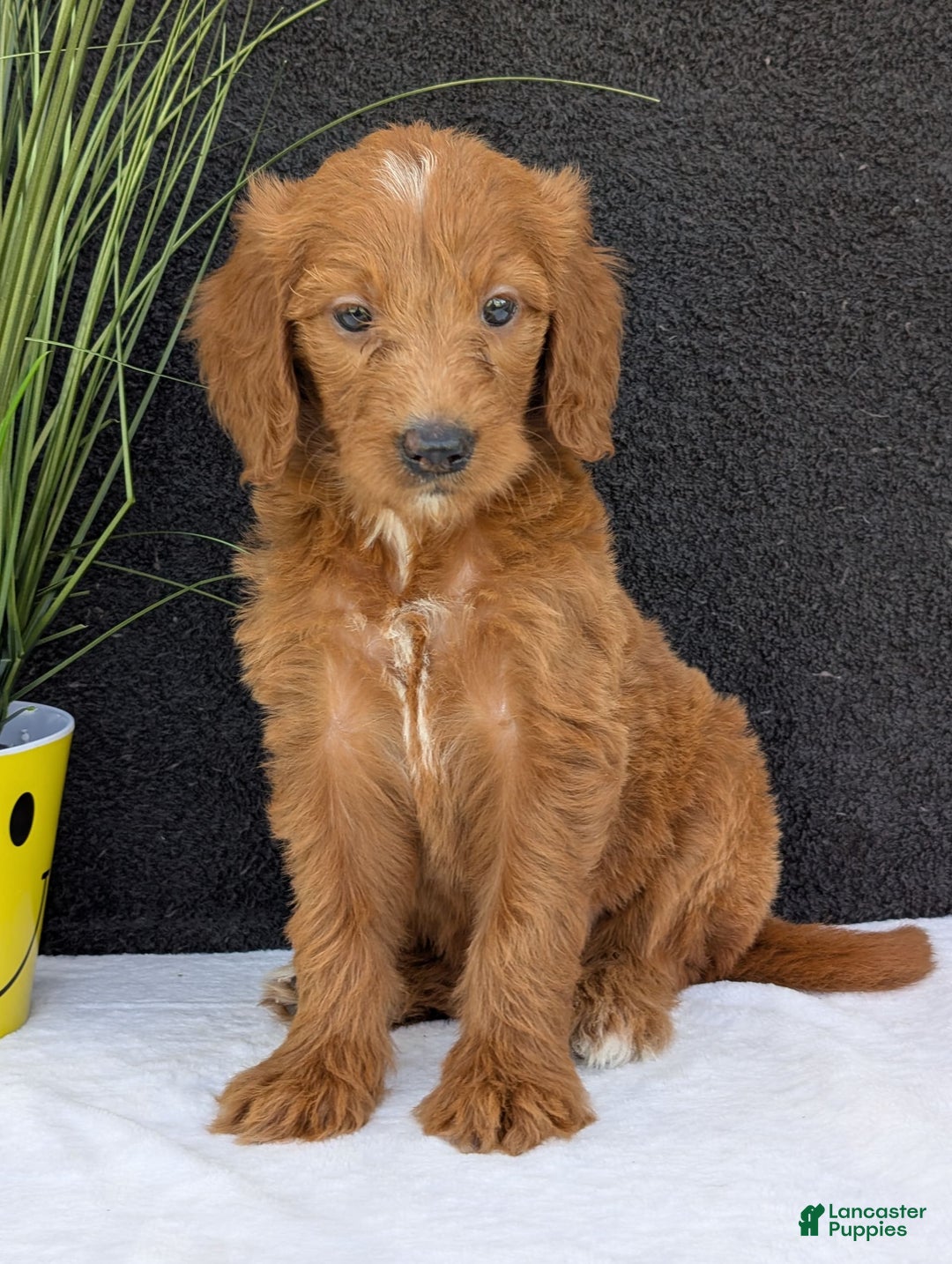 Goldendoodle dogs for sale: Kailey - Image 7