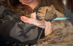 Great Dane dogs for sale: Doodle - Image 10