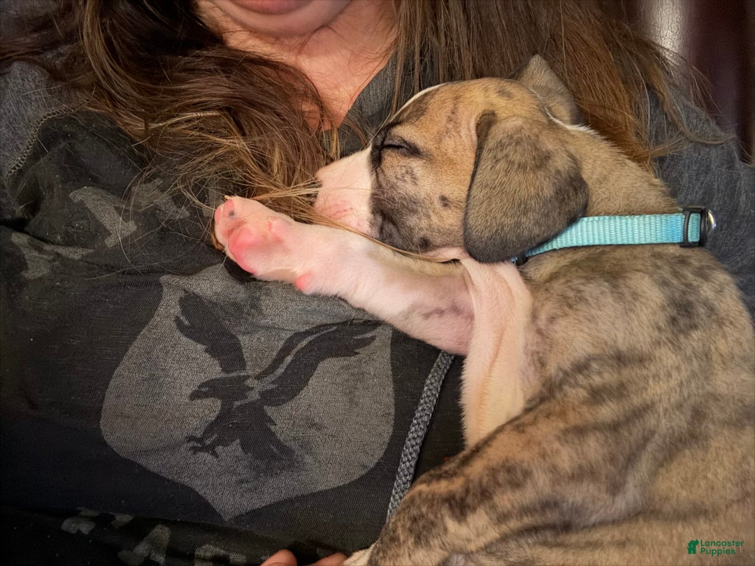Great Dane dogs for sale: Doodle - Image 10