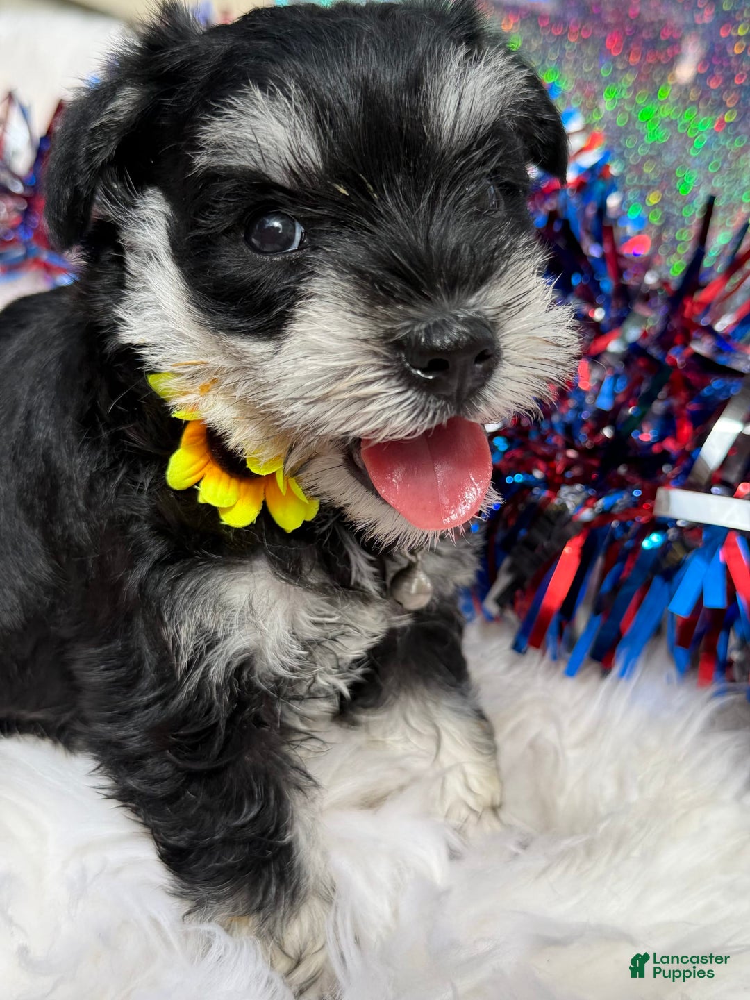 Miniature Schnauzer dogs for sale: BELLA - Image 1