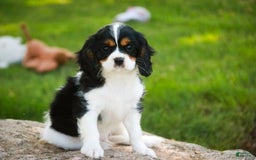 Cavalier King Charles Spaniel dogs for sale: Nero - Image 11