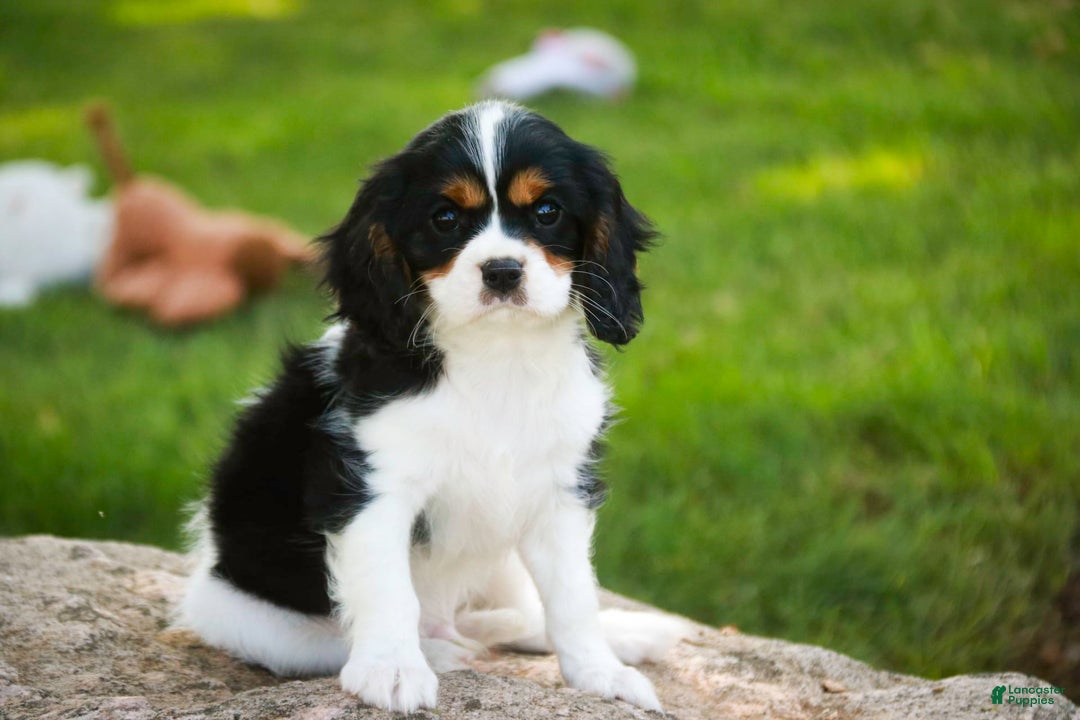 Cavalier King Charles Spaniel dogs for sale: Nero - Image 11