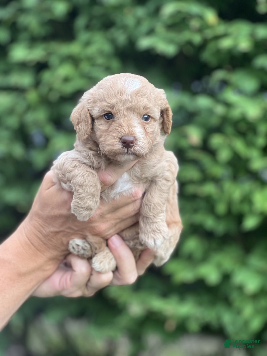 Mini Goldendoodle dogs for sale: Cooper - Image 11