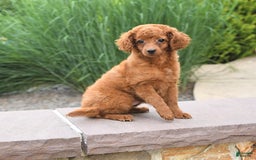 Cockapoo dogs for sale: Evan - Image 3
