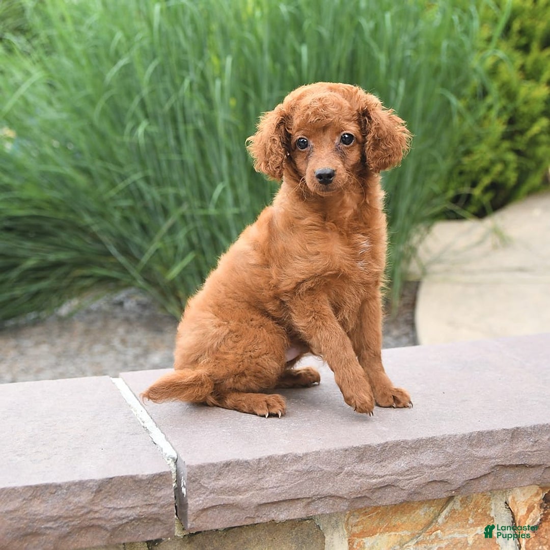 Cockapoo dogs for sale: Evan - Image 3