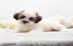 Teddy Bear dogs for sale: Isaiah - Image 5