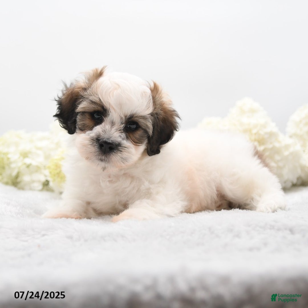 Teddy Bear dogs for sale: Isaiah - Image 5