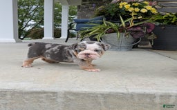 English Bulldog dogs for sale: Lexi - Image 9