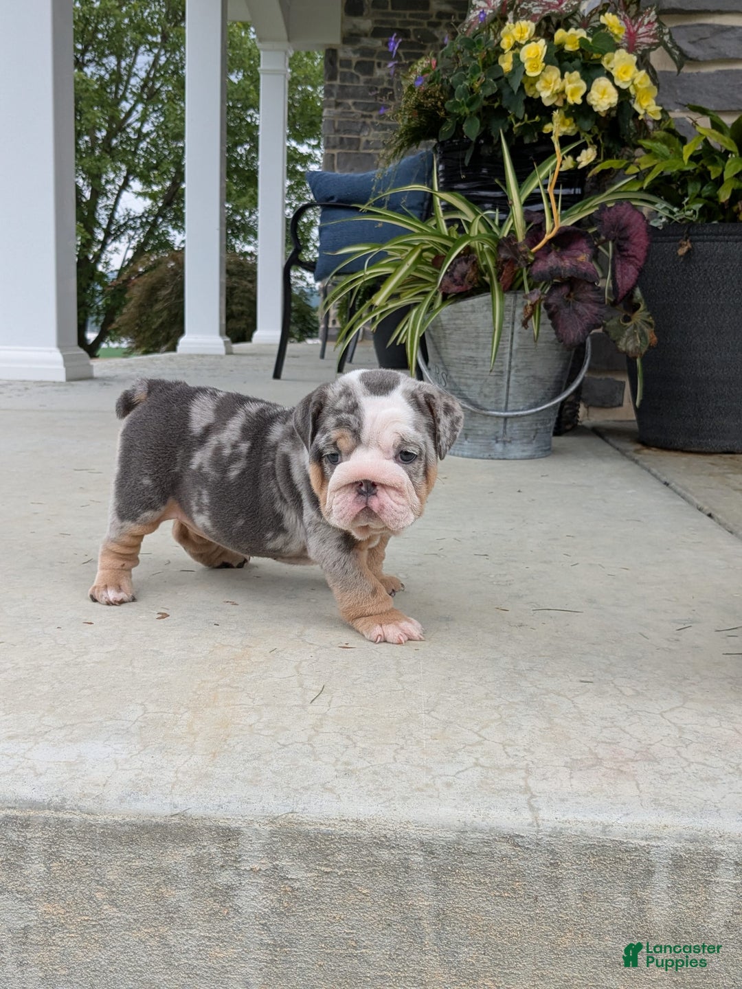 English Bulldog dogs for sale: Lexi - Image 9