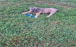 Olde English Bulldogge dogs for sale: Mia - Image 1