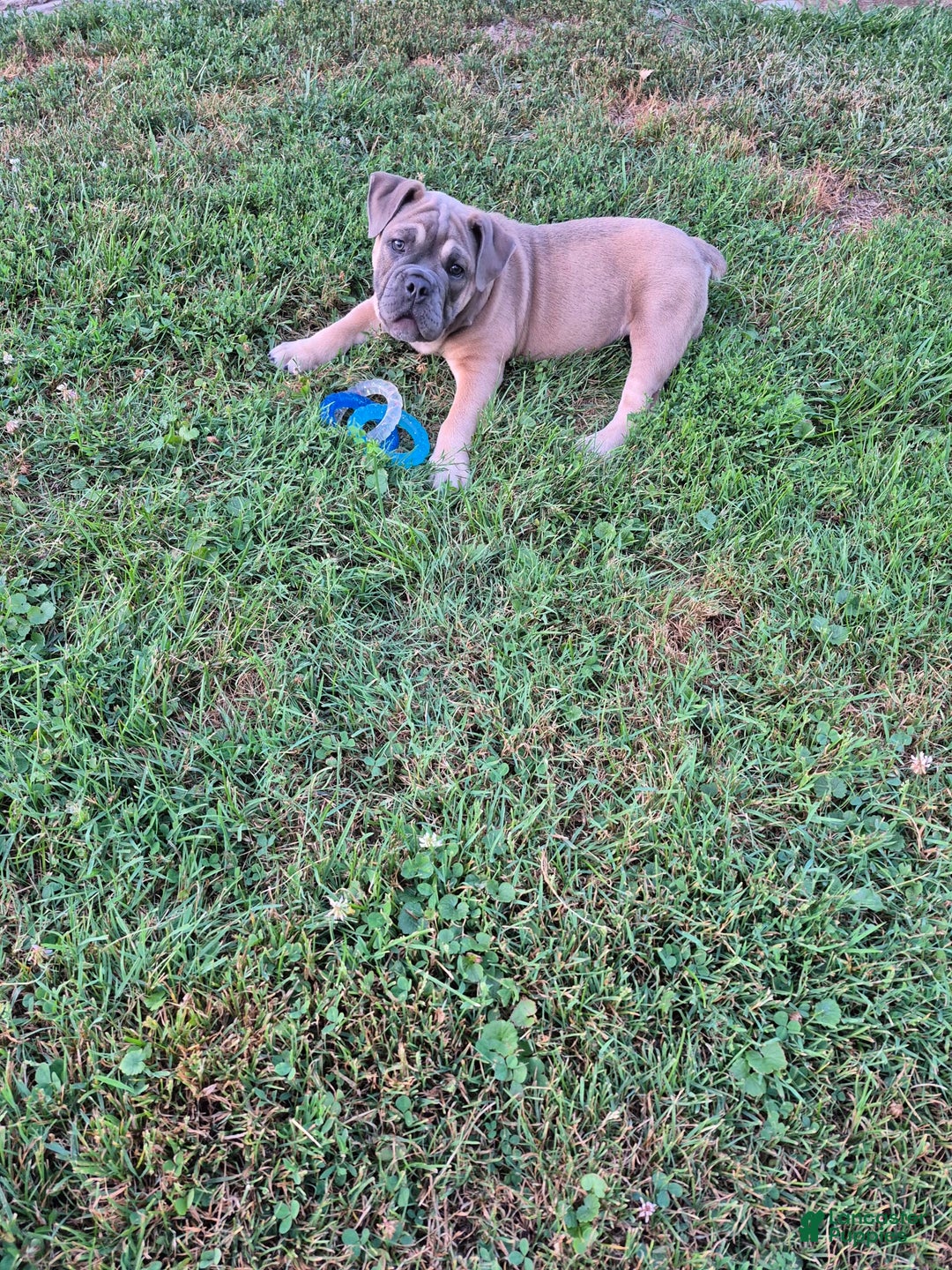 Olde English Bulldogge dogs for sale: Mia - Image 1