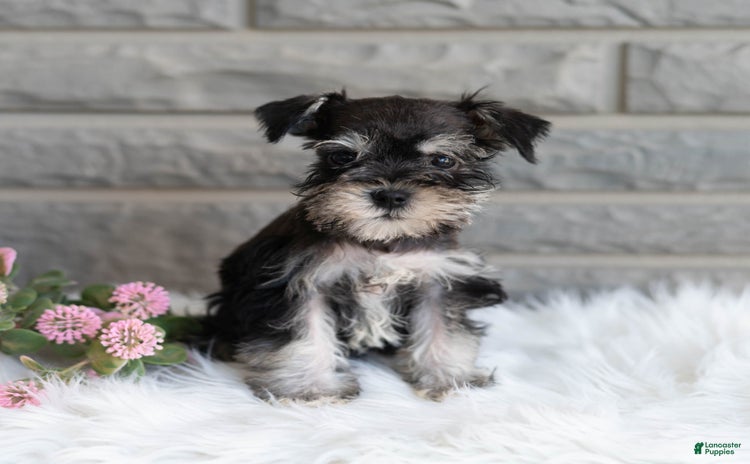Miniature Schnauzer dogs for sale - Ad 4