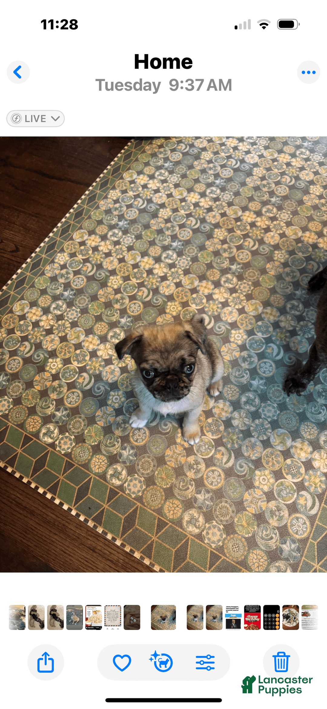 Pug dogs for sale: Lady - Image 2