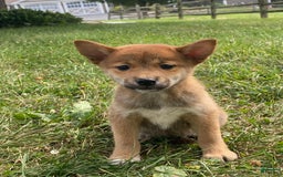 Shiba Inu dogs for sale: Izzy - Image 1
