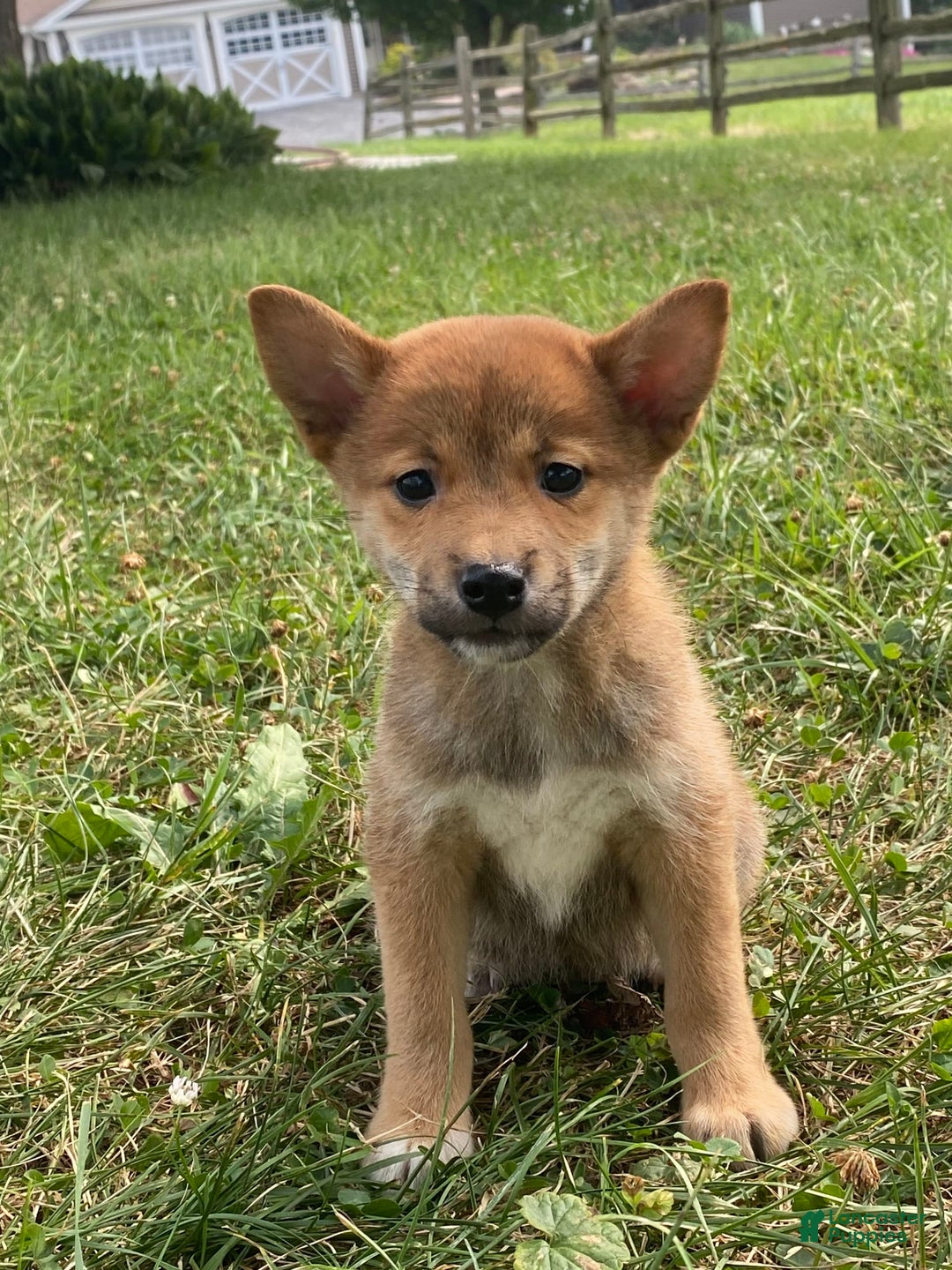 Shiba Inu dogs for sale: Izzy - Image 1