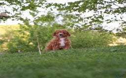 Cavapoo dogs for sale: Teddy - Image 2