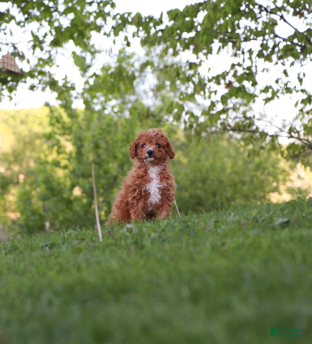 Cavapoo dogs for sale: Teddy - Image 2