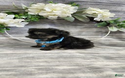 Schipperke dogs for sale: Rocky - Image 4