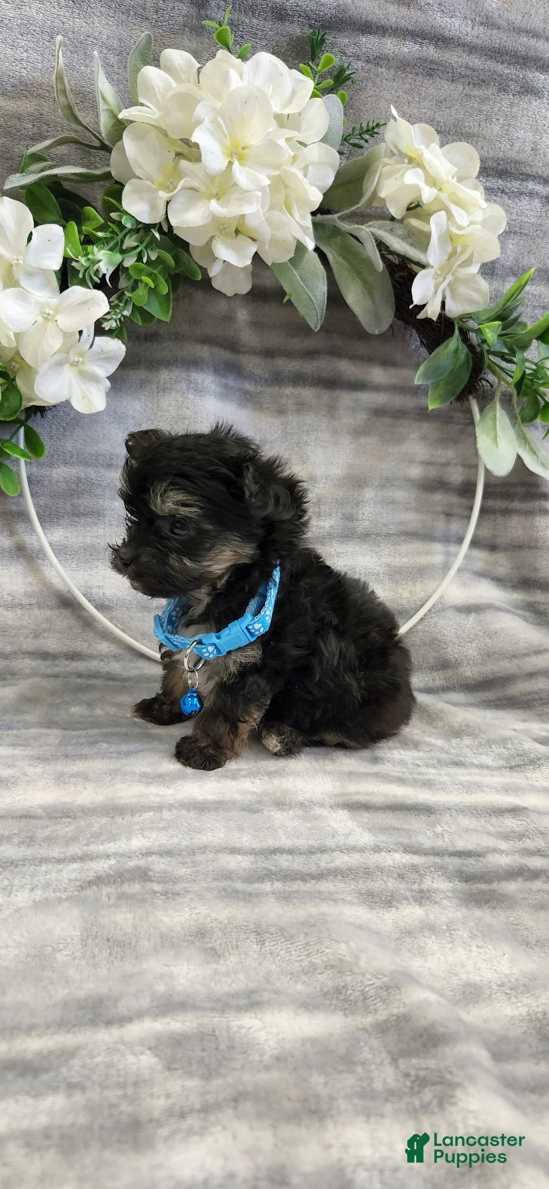 Schipperke dogs for sale: Rocky - Image 4